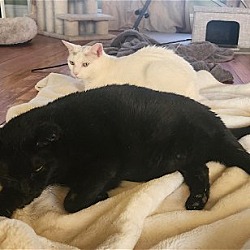 Photo of Betty & Boop **BONDED PAIR**