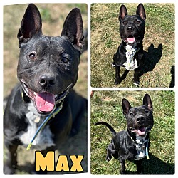 Photo of Max