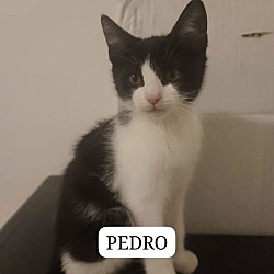 Thumbnail photo of Pedro #3