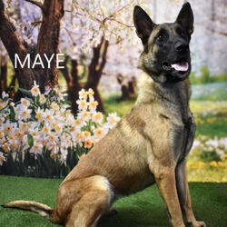 Thumbnail photo of Maye #1