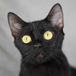 Thumbnail photo of Barbie - SEE ME @ PETCO & ADOPT FOR $50! #1