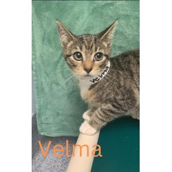 Thumbnail photo of Velma #1