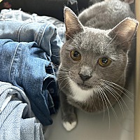 adopt a pet