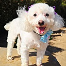 Adopt A Pet :: Lady - Escondido, CA