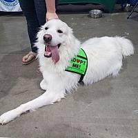 adopt a pet