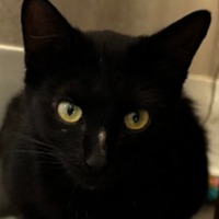 adopt-pet