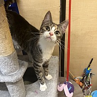 adopt a pet