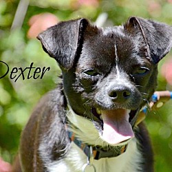 Thumbnail photo of Dexter #4