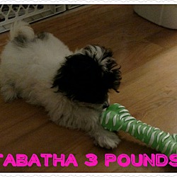 Thumbnail photo of Tabatha #1
