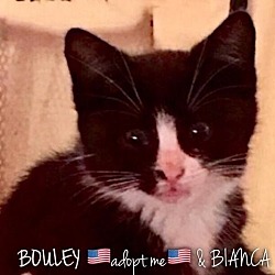 Thumbnail photo of Bouley #1