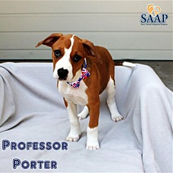 Photo of Professor Porter