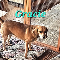 Thumbnail photo of Gracie #3