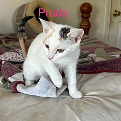 Thumbnail photo of Prada #2