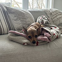 adopt-pet