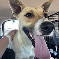 adopt a pet