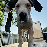 adopt a pet