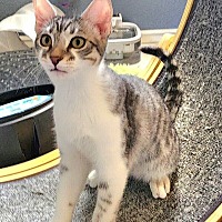 adopt-pet