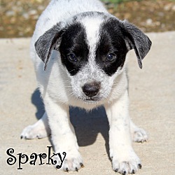 Thumbnail photo of Sparky ~ meet me! #2