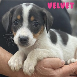 Thumbnail photo of Velvet #1