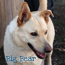 Thumbnail photo of Big Bear #3