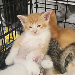 Thumbnail photo of Kittens - Male and Female #3