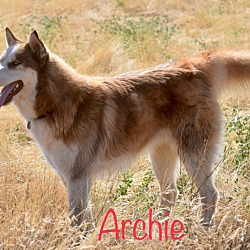 Thumbnail photo of Archie #1