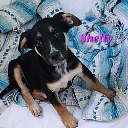 Thumbnail photo of Shelly #1