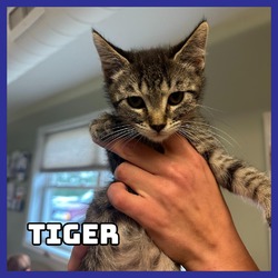 Thumbnail photo of Tiger #1