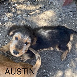 Thumbnail photo of AUSTIN #1