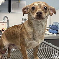 adopt a pet