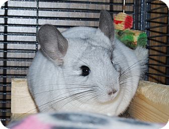 chinchillas for adoption