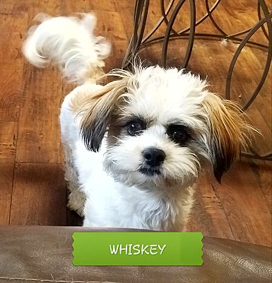 San Diego Ca Shih Tzu Meet Whiskey A Pet For Adoption