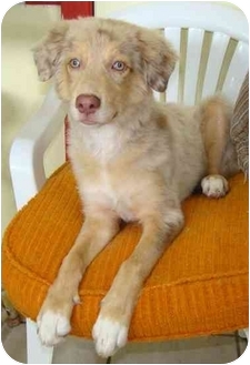 Haughton, LA - Golden Retriever. Meet Faith a Pet for Adoption