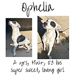 Photo of Ophelia