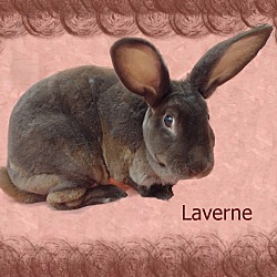 Thumbnail photo of Laverne #3