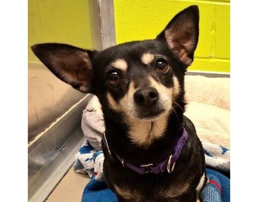 New York, NY - Chihuahua/Mixed Breed (Medium). Meet Dory a Pet for ...