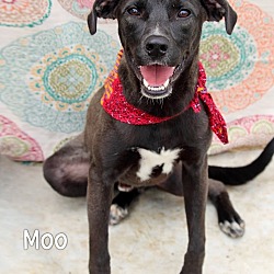 Thumbnail photo of Moo #1