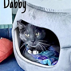 Photo of Dabby (FCID# 04/10/2024 - 72)