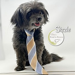 Thumbnail photo of Sizzle #2