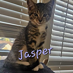 Thumbnail photo of Jasper #1