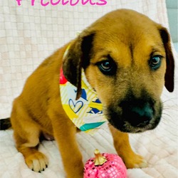 Thumbnail photo of Precious AM #1