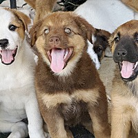 adopt a pet