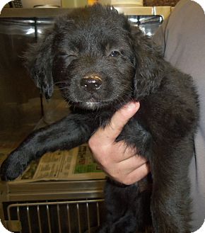 Shih Tzu Shar Pei 2025