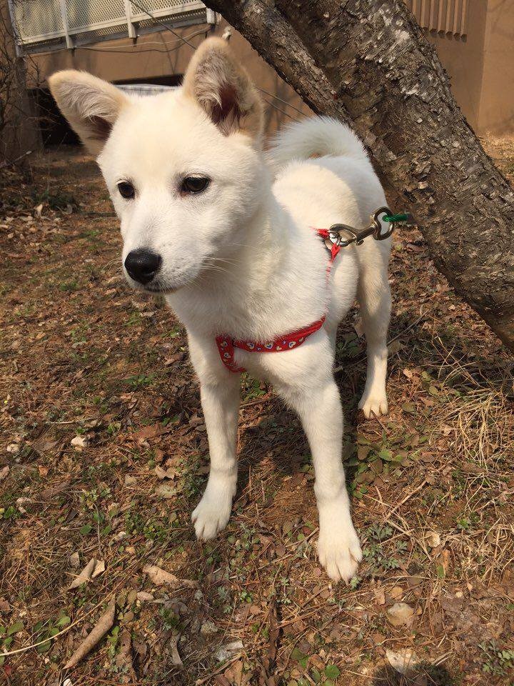 mini jindo