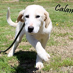 Thumbnail photo of Calamity~adopted! #3