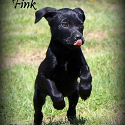 Thumbnail photo of Fink~adopted! #1