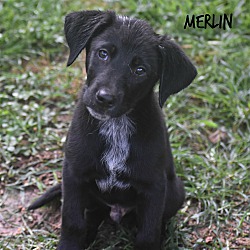 Thumbnail photo of Merlin~adopted! #1