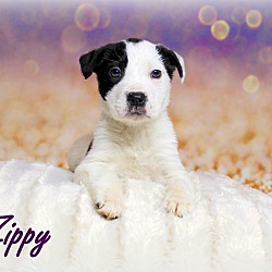 Thumbnail photo of Zippy~adopted! #3
