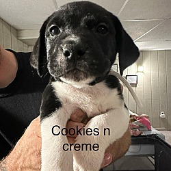 Photo of Cookie n cream