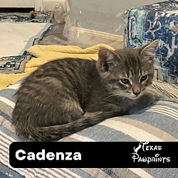Photo of Cadenza
